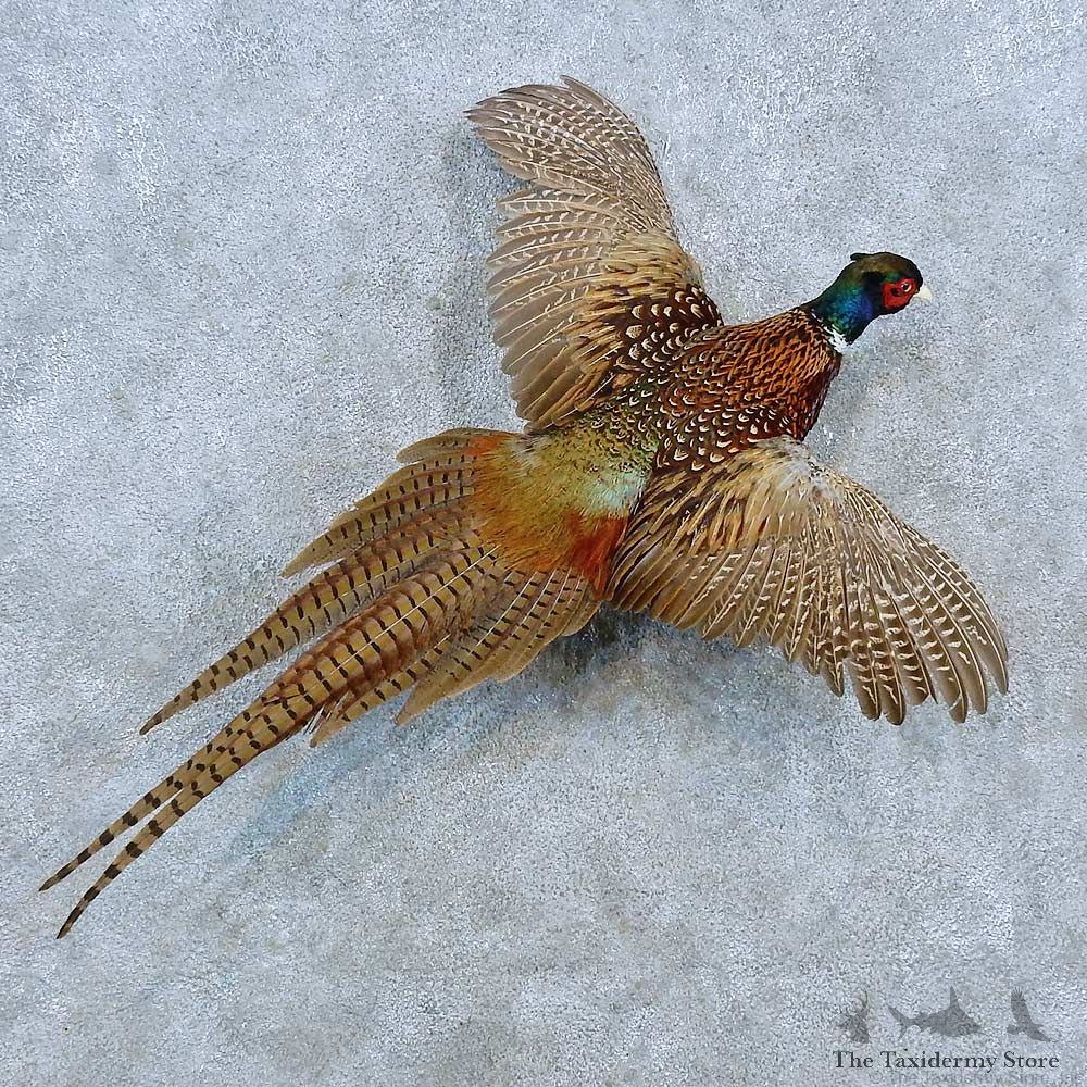 Ringneck Pheasant Bird Mount For Sale #15432 @ The Taxidermy Store