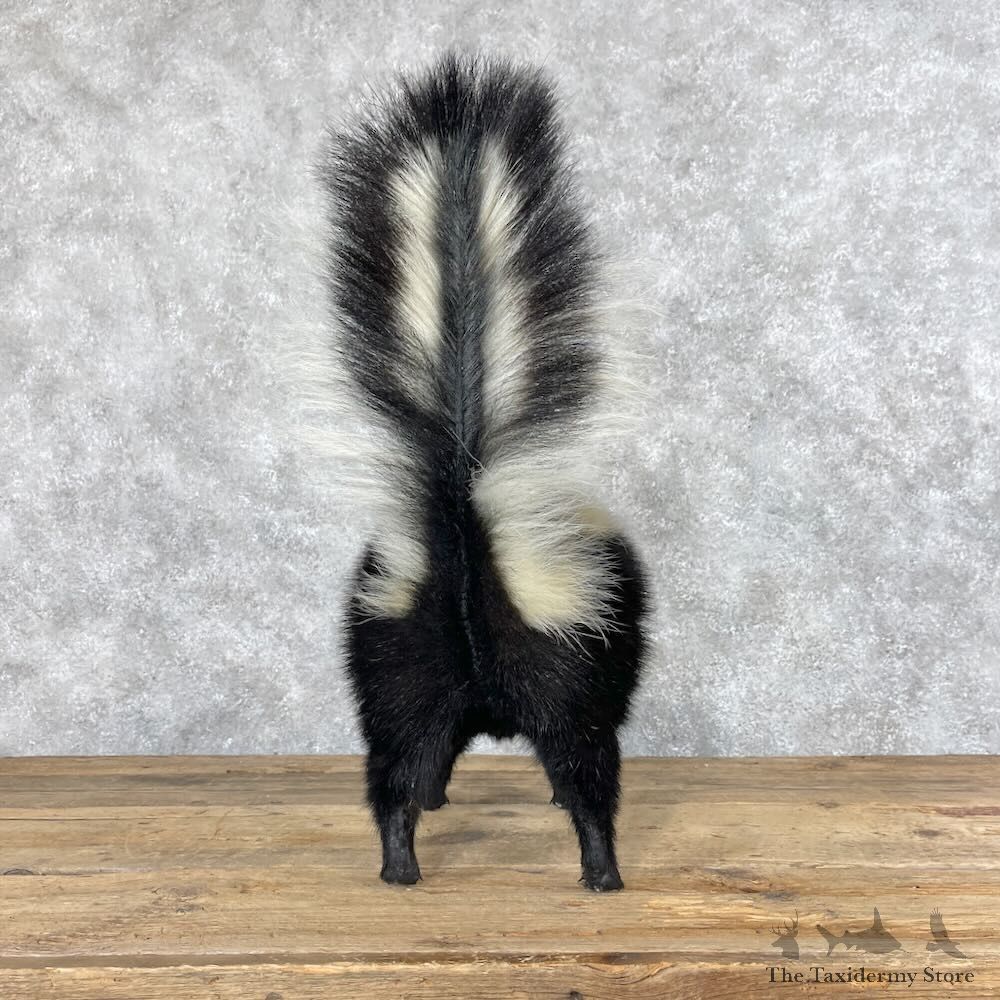 Striped Skunk Life-Size Mount For Sale #28659 @ The Taxidermy Store