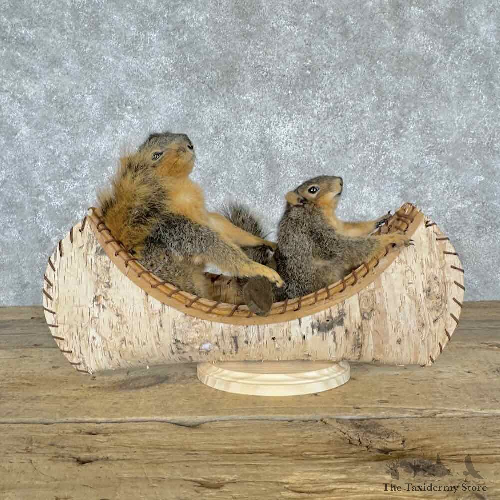 Canoe Fox Squirrel Pair Novelty Mount For Sale #30832 @ The Taxidermy Store