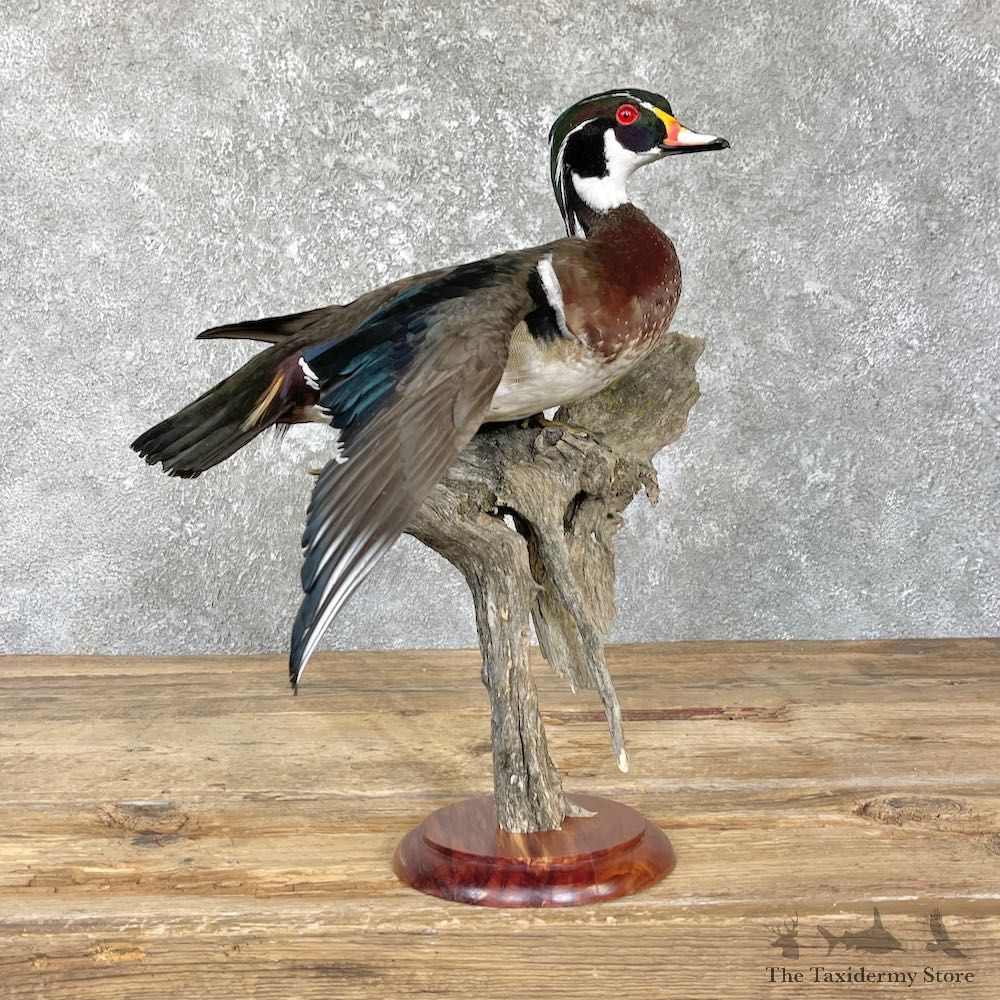 Wood Duck Bird Mount For Sale #26453 - The Taxidermy Store