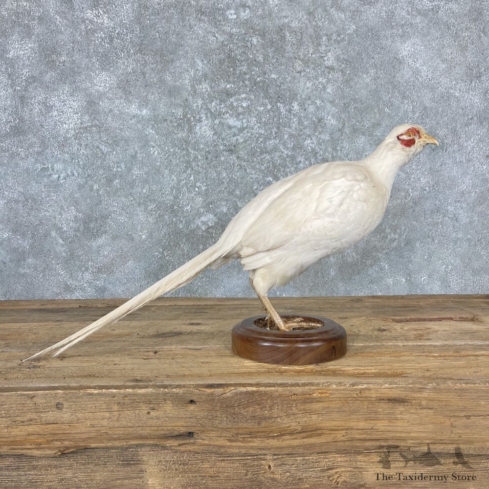 White Pheasant Bird Mount For Sale #26980 @ The Taxidermy Store