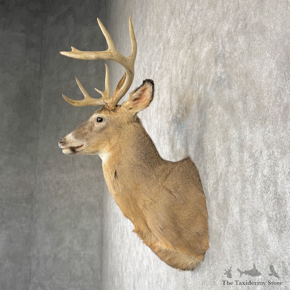 Whitetail Deer Shoulder Mount For Sale #30246 @ The Taxidermy Store