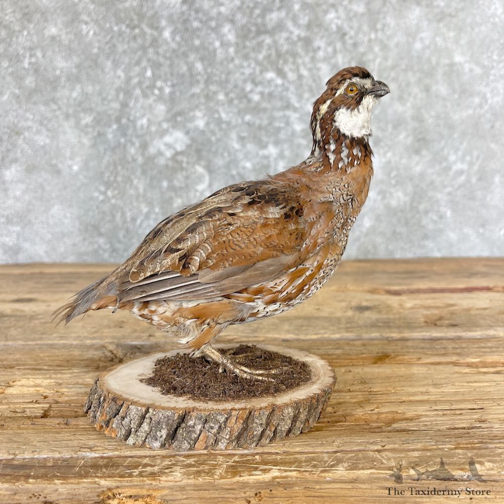 Bobwhite Quail Bird Mount For Sale #26677 @ The Taxidermy Store