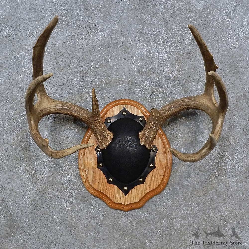 Whitetail Deer Antler Plaque For Sale #15233 @ The Taxidermy Store