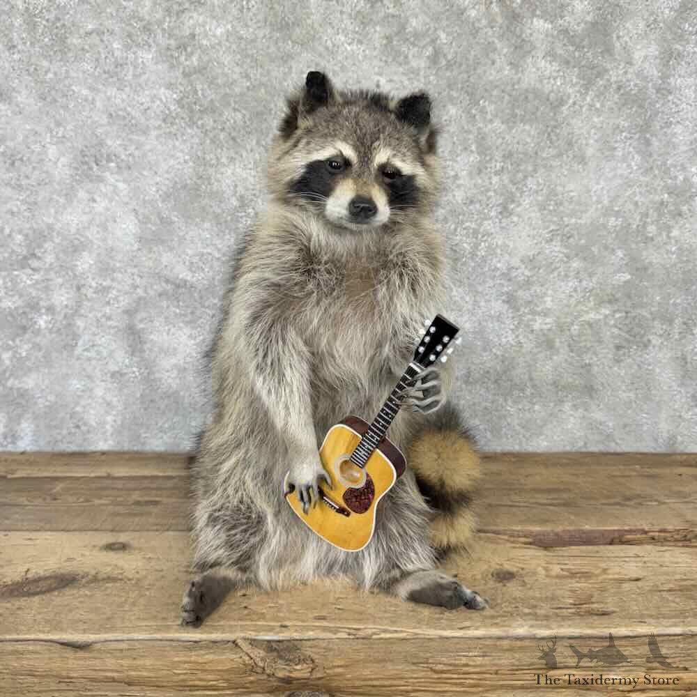 Raccoon Novelty Mount For Sale #32289 @ The Taxidermy Store