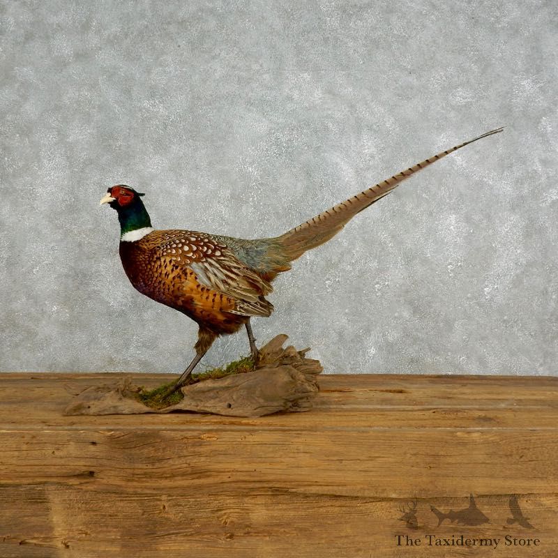 Ringneck Pheasant Bird Mount For Sale #17711 @ The Taxidermy Store