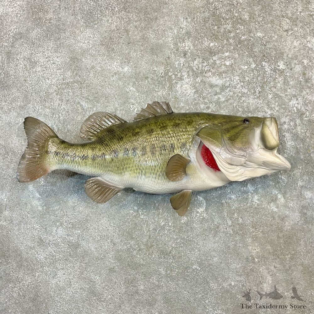 Largemouth Bass Fish Mount For Sale #27240 @ The Taxidermy Store