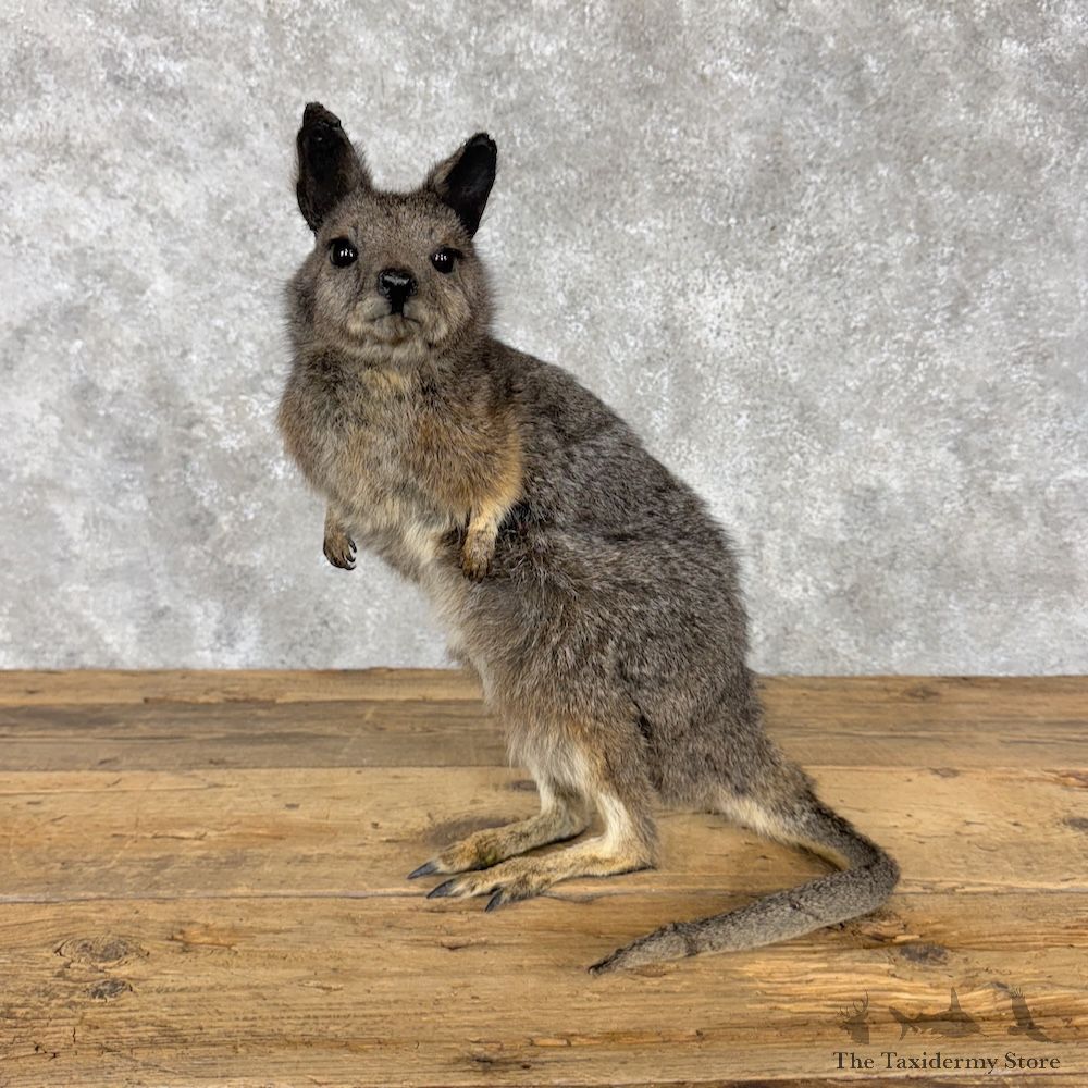 Wallaby Life-Size Mount For Sale #30192 @ The Taxidermy Store