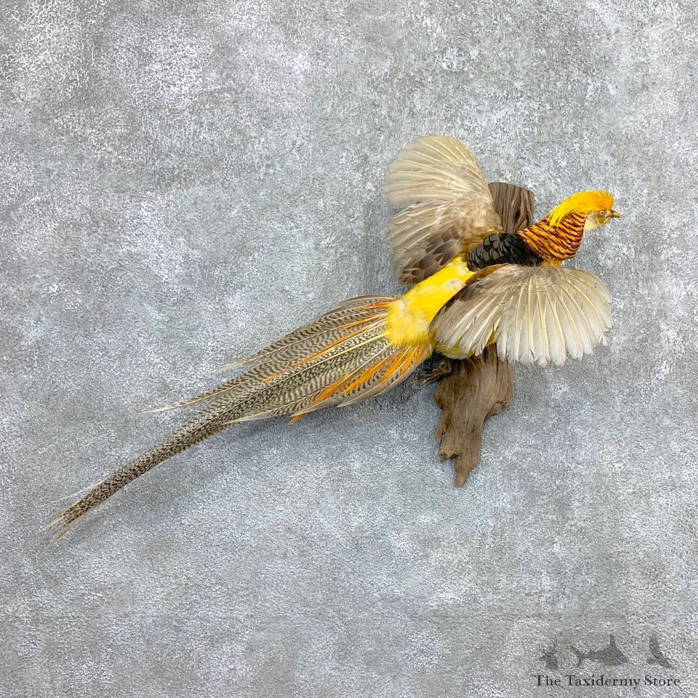 Golden Pheasant Mount For Sale #23371 @ The Taxidermy Store