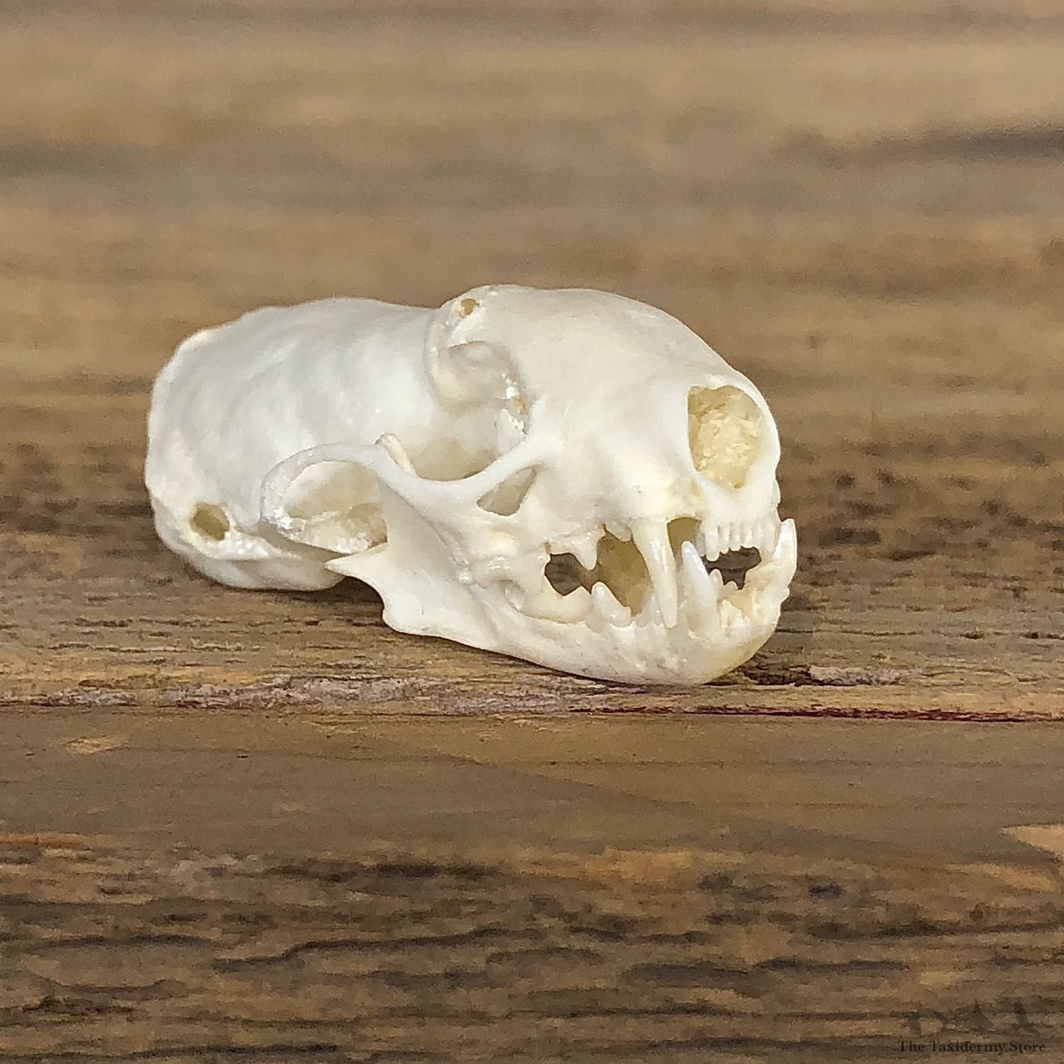 Ermine Full Skull Taxidermy Mount For Sale #19830 @ The Taxidermy Store