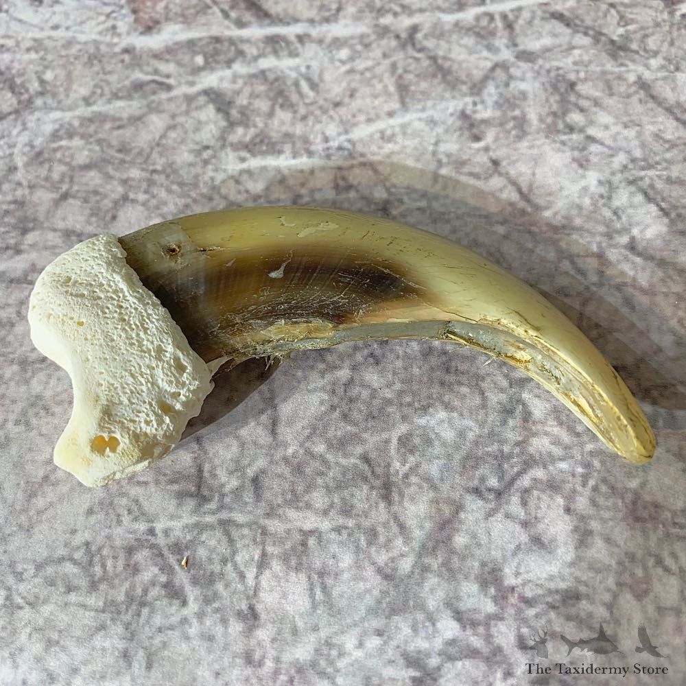 Grizzly Bear Claw For Sale #21896 @ The Taxidermy Store
