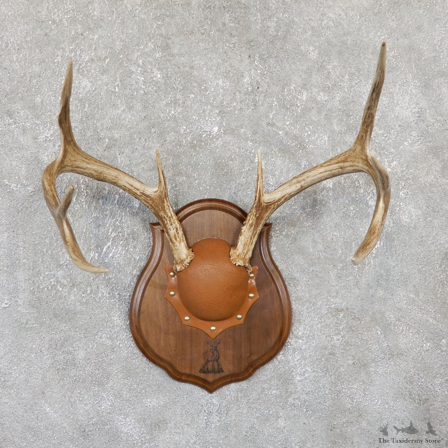 Whitetail Deer Antler Plaque Mount For Sale #18430 @ The Taxidermy Store