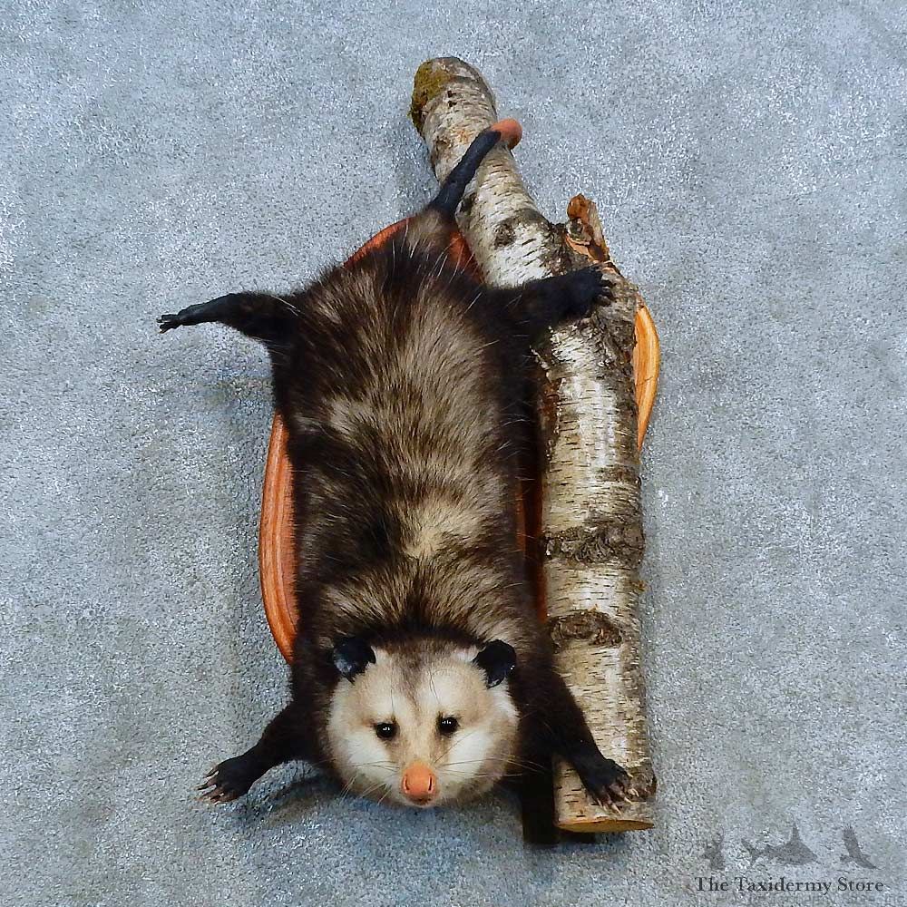 Wall-Hanging Opossum Mount For Sale #15478 @ The Taxidermy Store