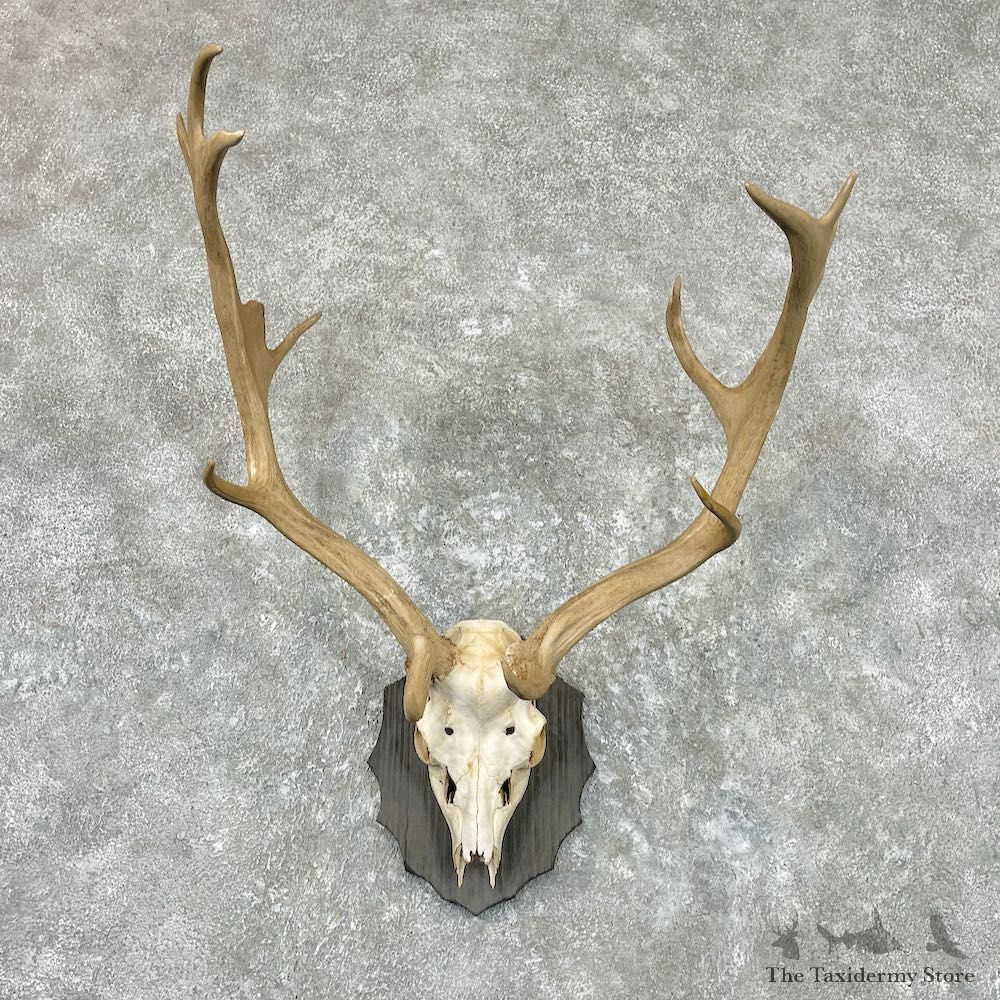 Fallow Deer Skull Antler European Mount For Sale #26950 @ The Taxidermy Store