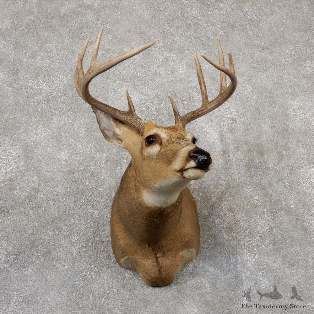 Whitetail Deer Shoulder Mount #18817 For Sale - The Taxidermy Store