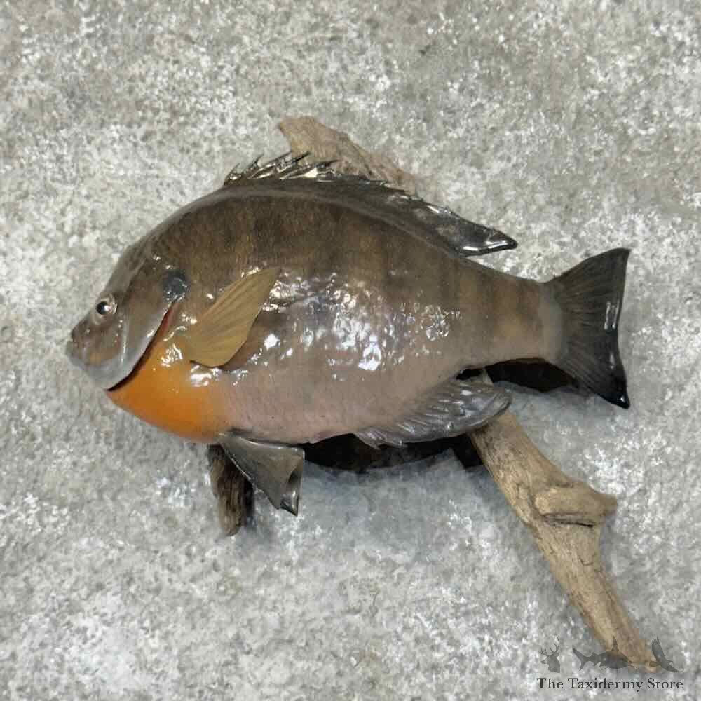 Bluegill Fish Mount For Sale #31295 @ The Taxidermy Store