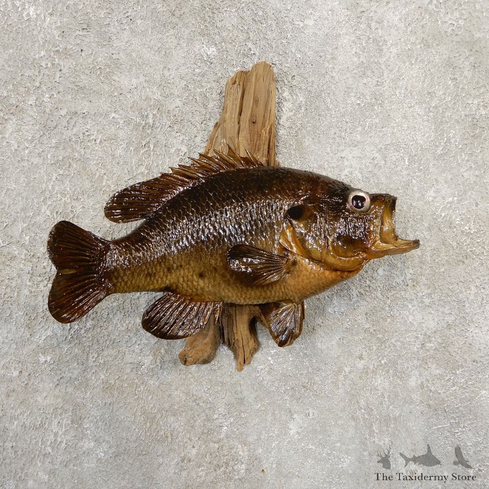 Warmouth Fish Mount For Sale #20836 @ The Taxidermy Store