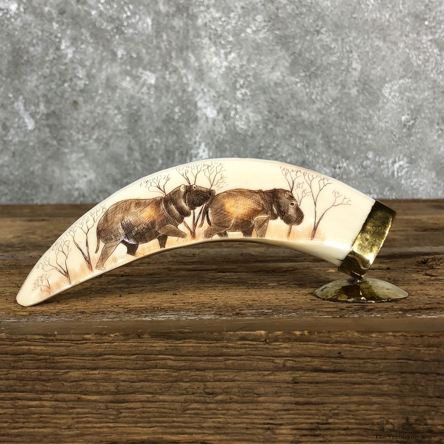 Scrimshawed Hippopotamus Tooth For Sale #19577 @ The Taxidermy Store
