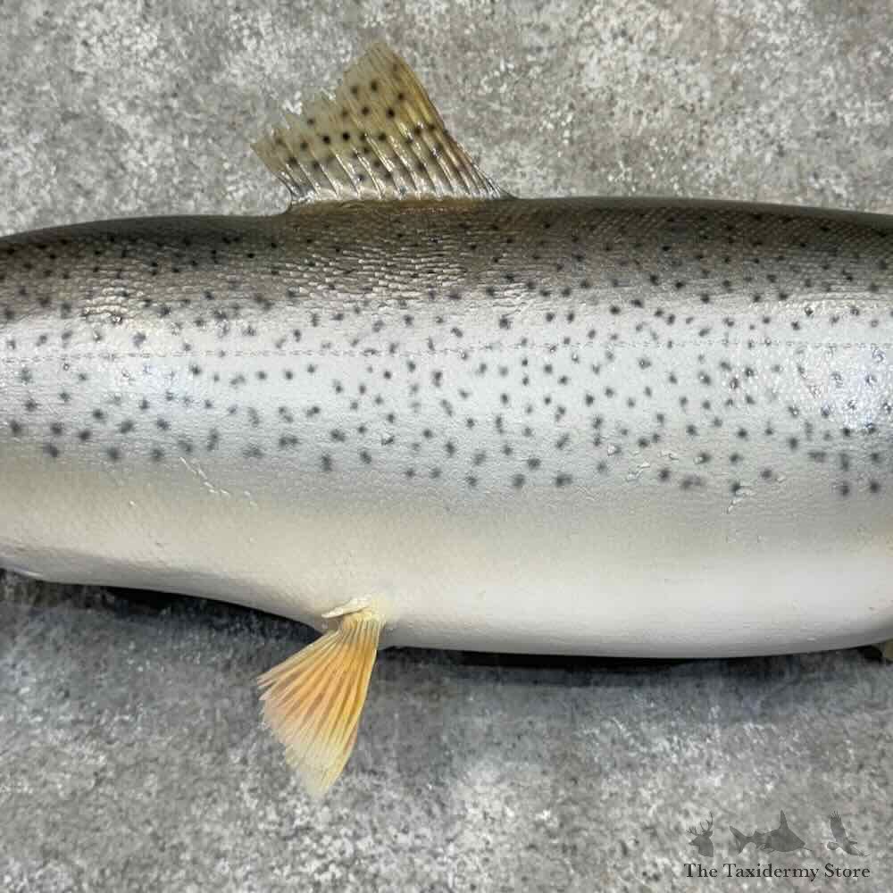 Brown Trout Fish Mount For Sale #30397 @ The Taxidermy Store