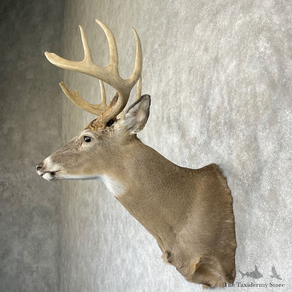 Whitetail Deer Shoulder Mount For Sale #28164 - The Taxidermy Store