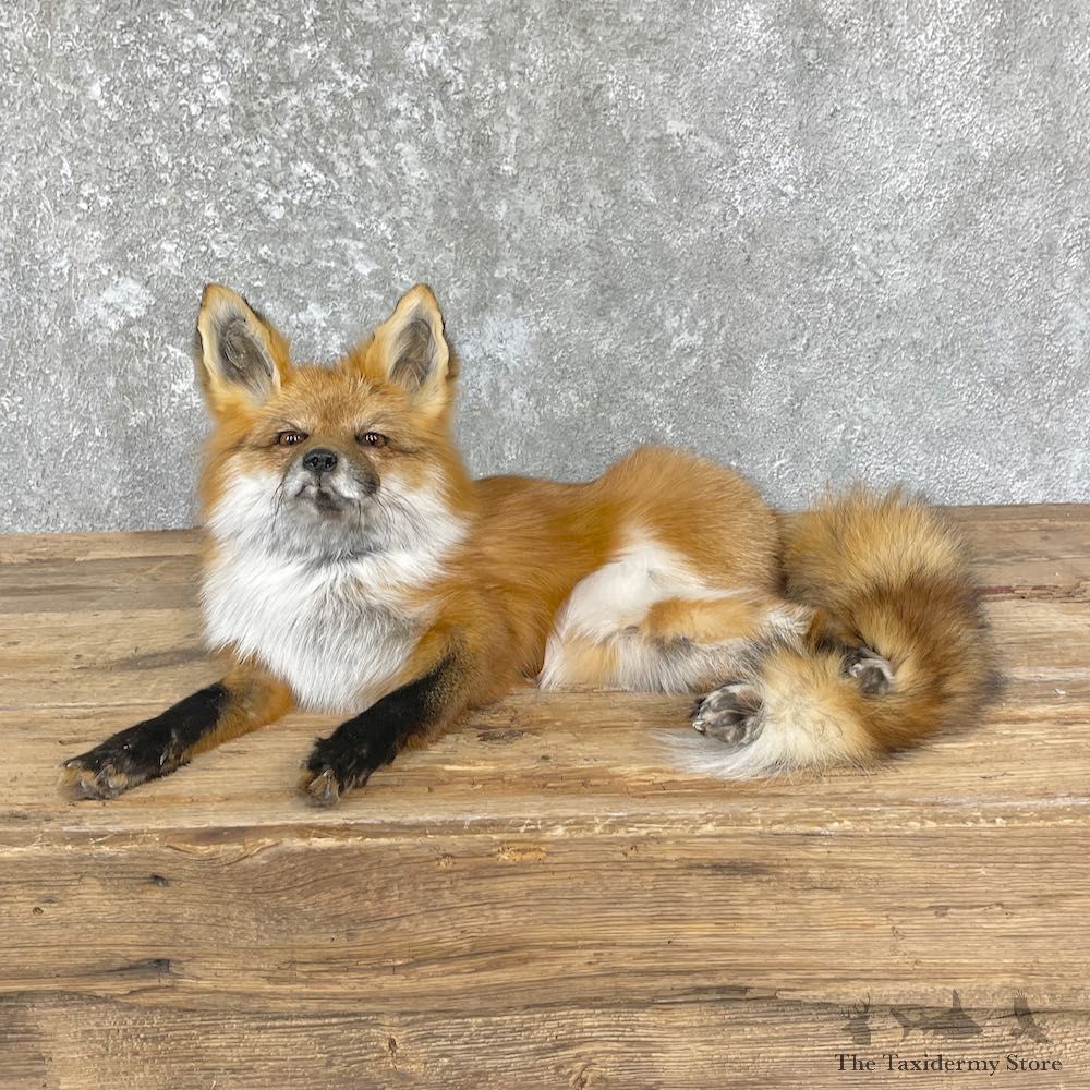 Red Fox Life-Size Mount For Sale #26438 @ The Taxidermy Store