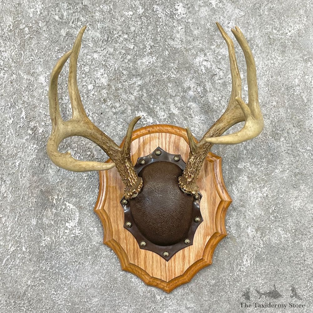 Whitetail Deer Antler Plaque Mount For Sale #26225 @ The Taxidermy Store