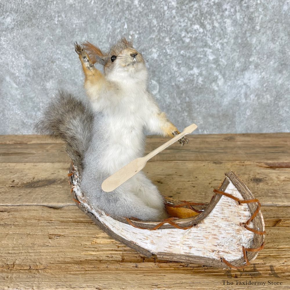 Abert's Squirrel Novelty Mount For Sale #26680 @ The Taxidermy Store