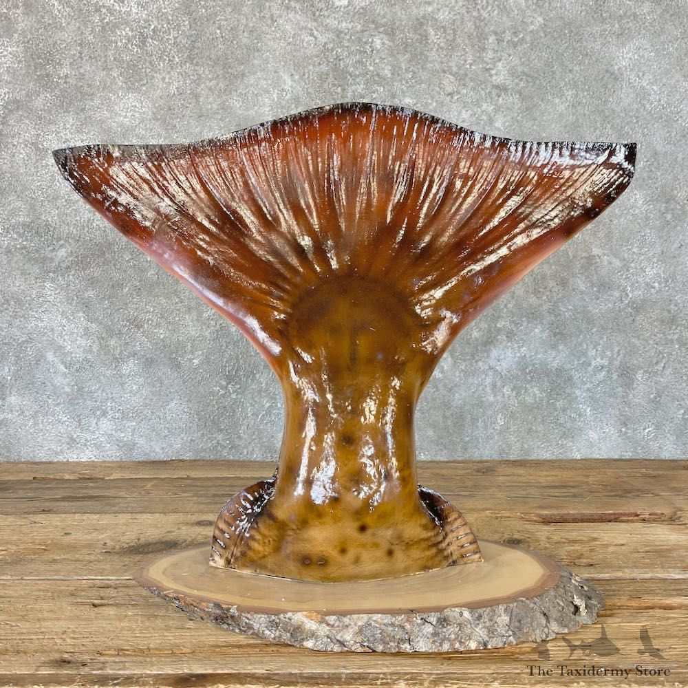 Halibut Tail Taxidermy Fish Mount For Sale #26626 @ The Taxidermy Store