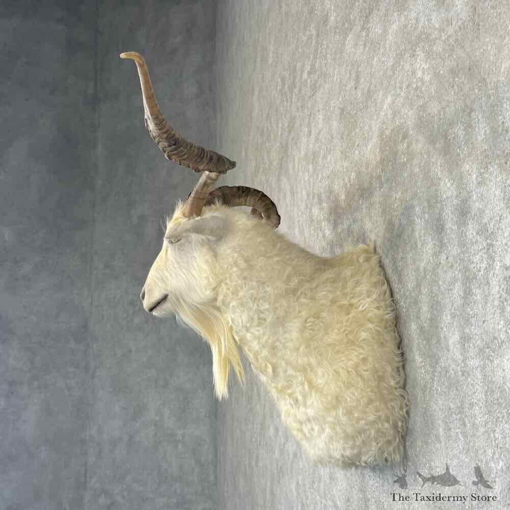 Feral Goat Shoulder Mount For Sale #30938 @ The Taxidermy Store