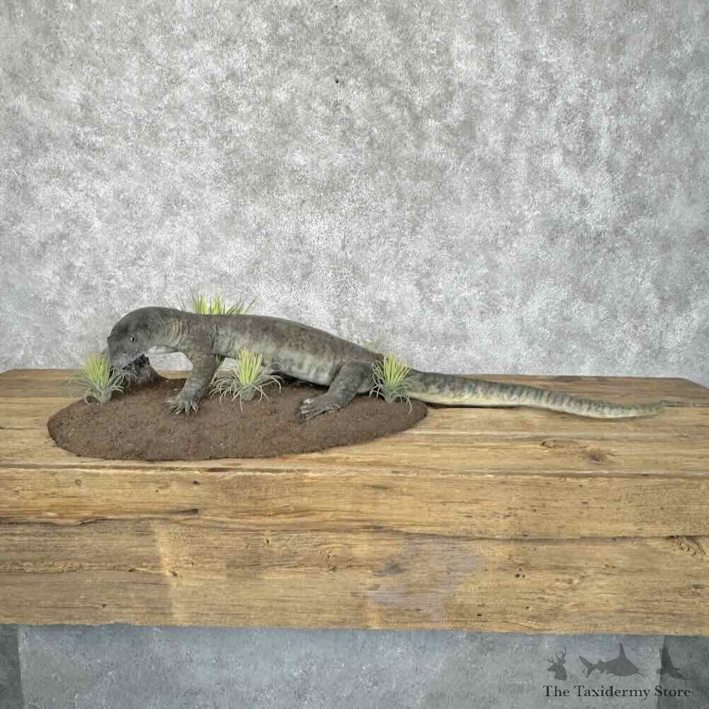 Savannah Monitor Lizard Mount For Sale #31977 @ The Taxidermy Store