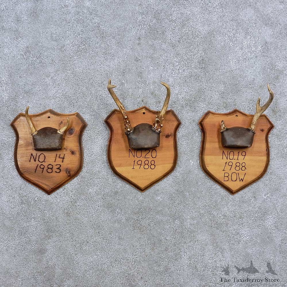 Whitetail Antler Plaque Mounts For Sale #15669 @ The Taxidermy Store