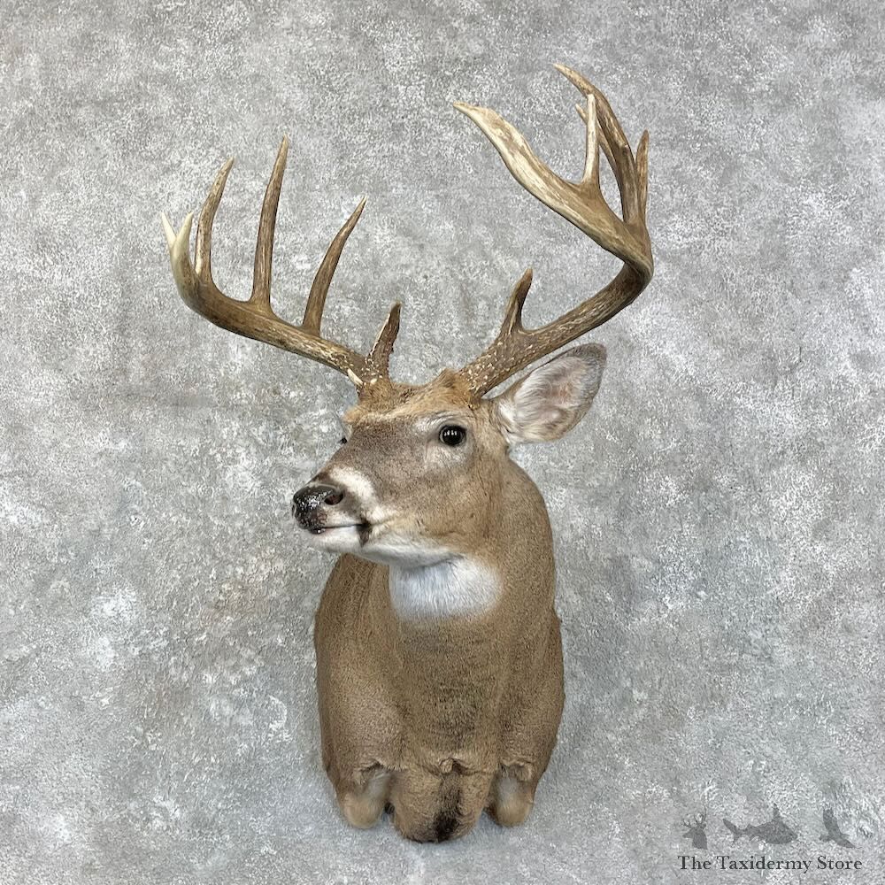Whitetail Deer Shoulder Mount For Sale #28010 - The Taxidermy Store