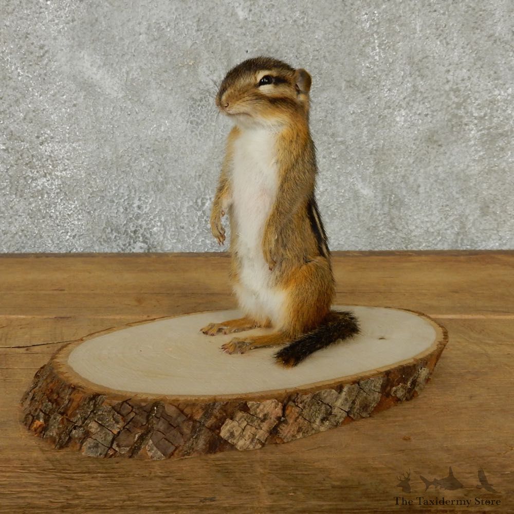 Standing Chipmunk Taxidermy Mount #13198 For Sale @ The Taxidermy Store