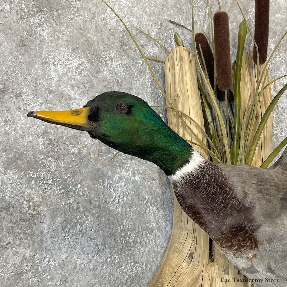 Mallard Duck Drake Mount For Sale #28199 @ The Taxidermy Store