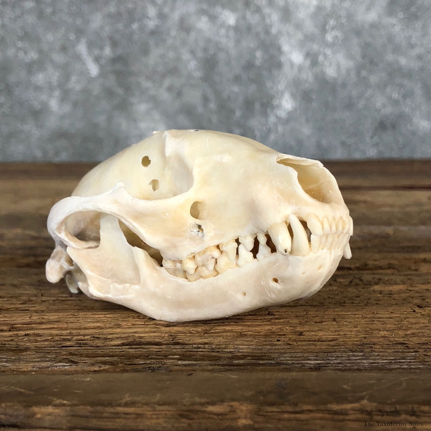 Raccoon Taxidermy Full Skull Mount #19854 For Sale @ The Taxidermy Store