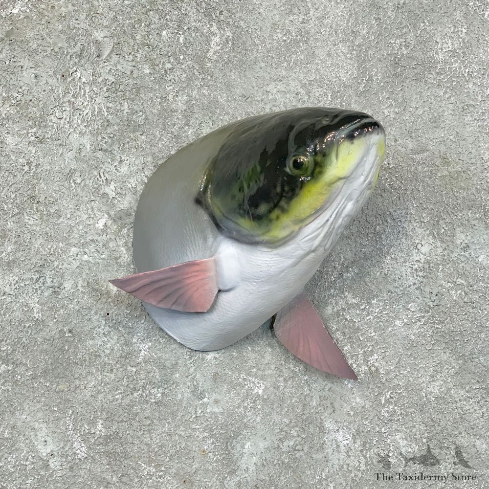Asian Carp Taxidermy Shoulder Mount For Sale #22685 @ The Taxidermy Store
