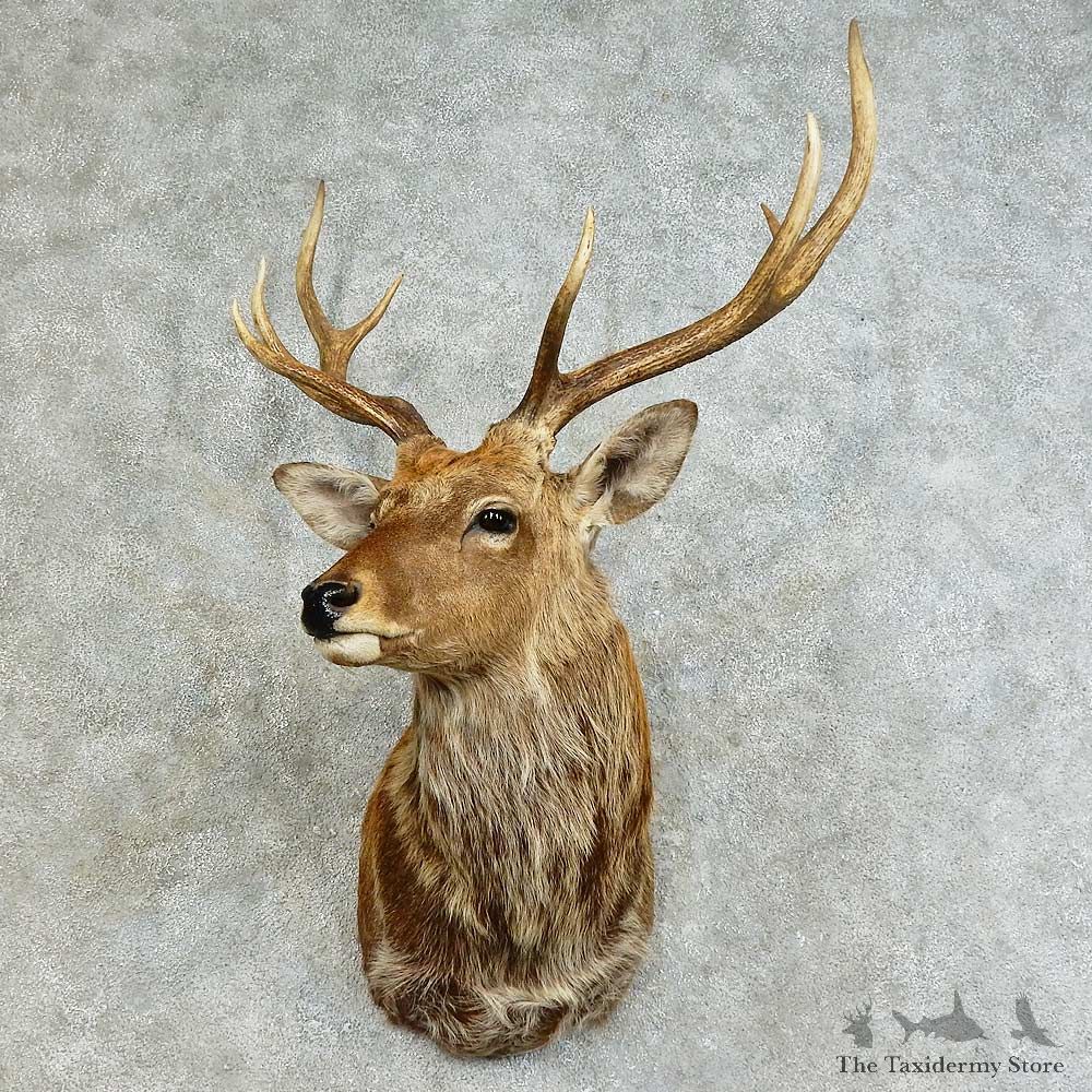 Sika Deer Shoulder Mount For Sale #16142 @ The Taxidermy Store