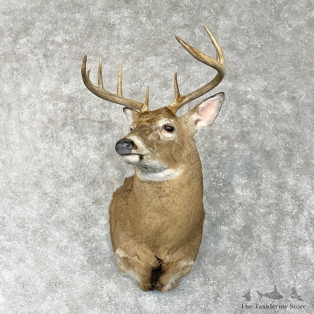 Whitetail Deer Shoulder Mount For Sale #28561 - The Taxidermy Store