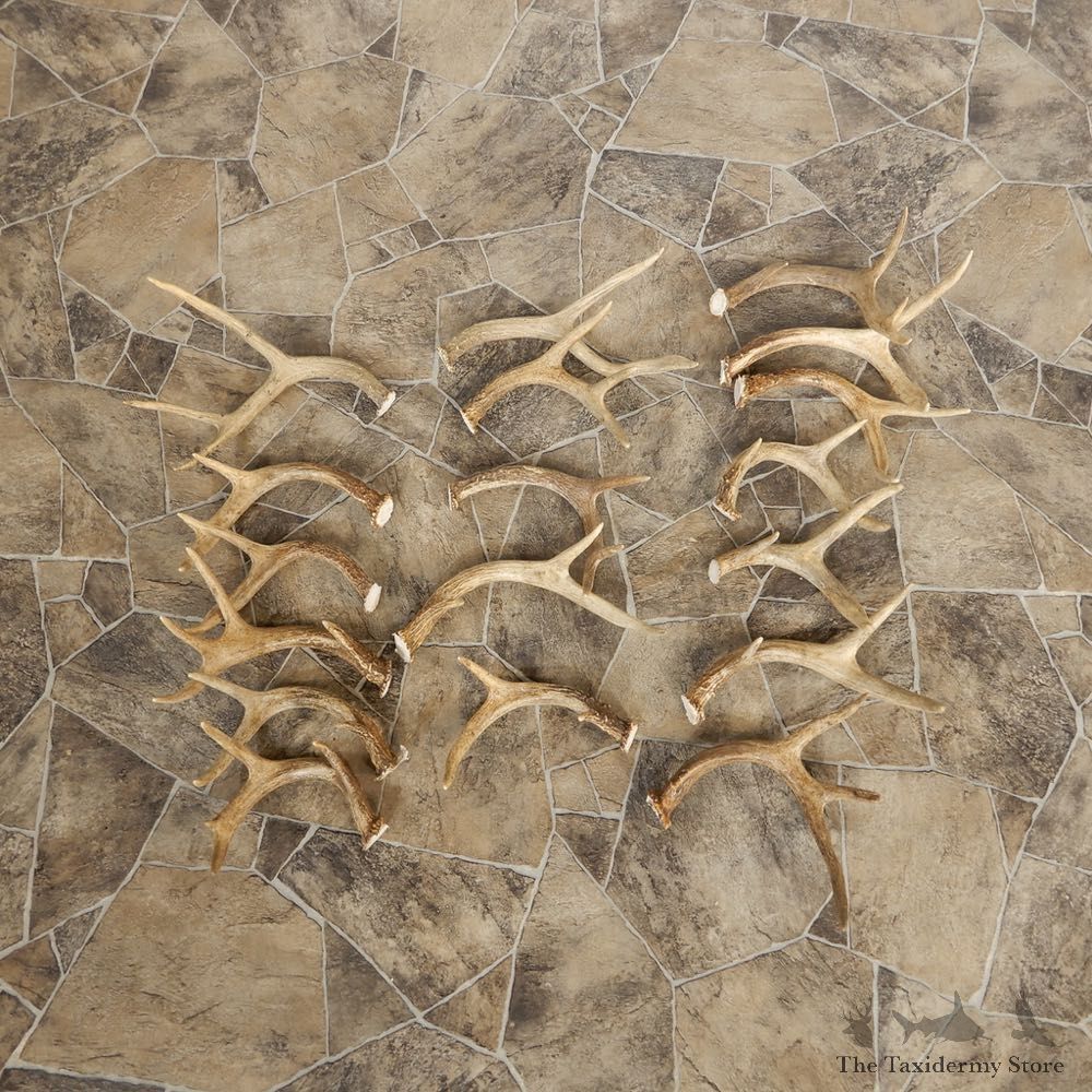 Whitetail Deer Antler Craft Pack For Sale #21331 @ The Taxidermy Store