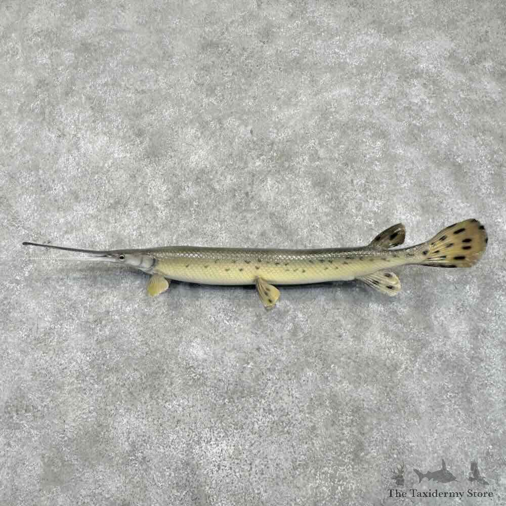 Longnose Gar Fish Mount For Sale #31683 @ The Taxidermy Store