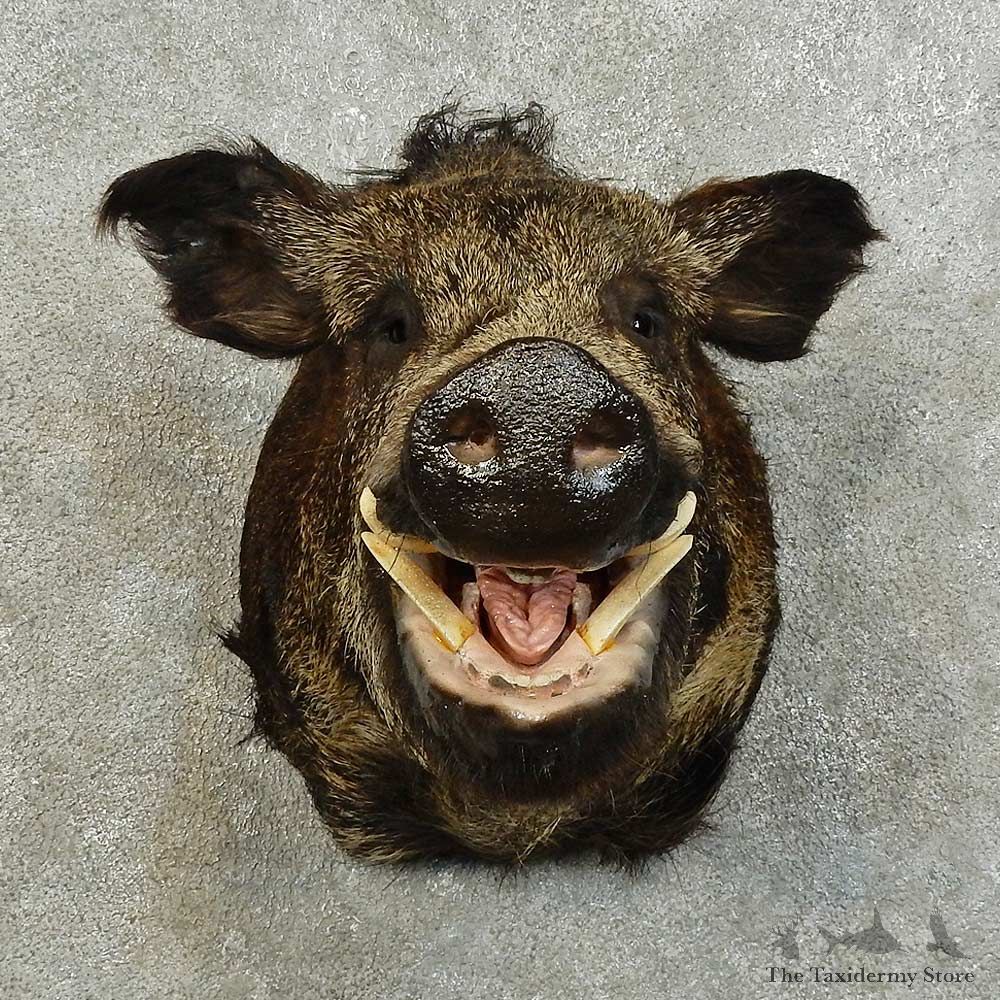Wild Boar Shoulder Mount For Sale #16015 @ The Taxidermy Store