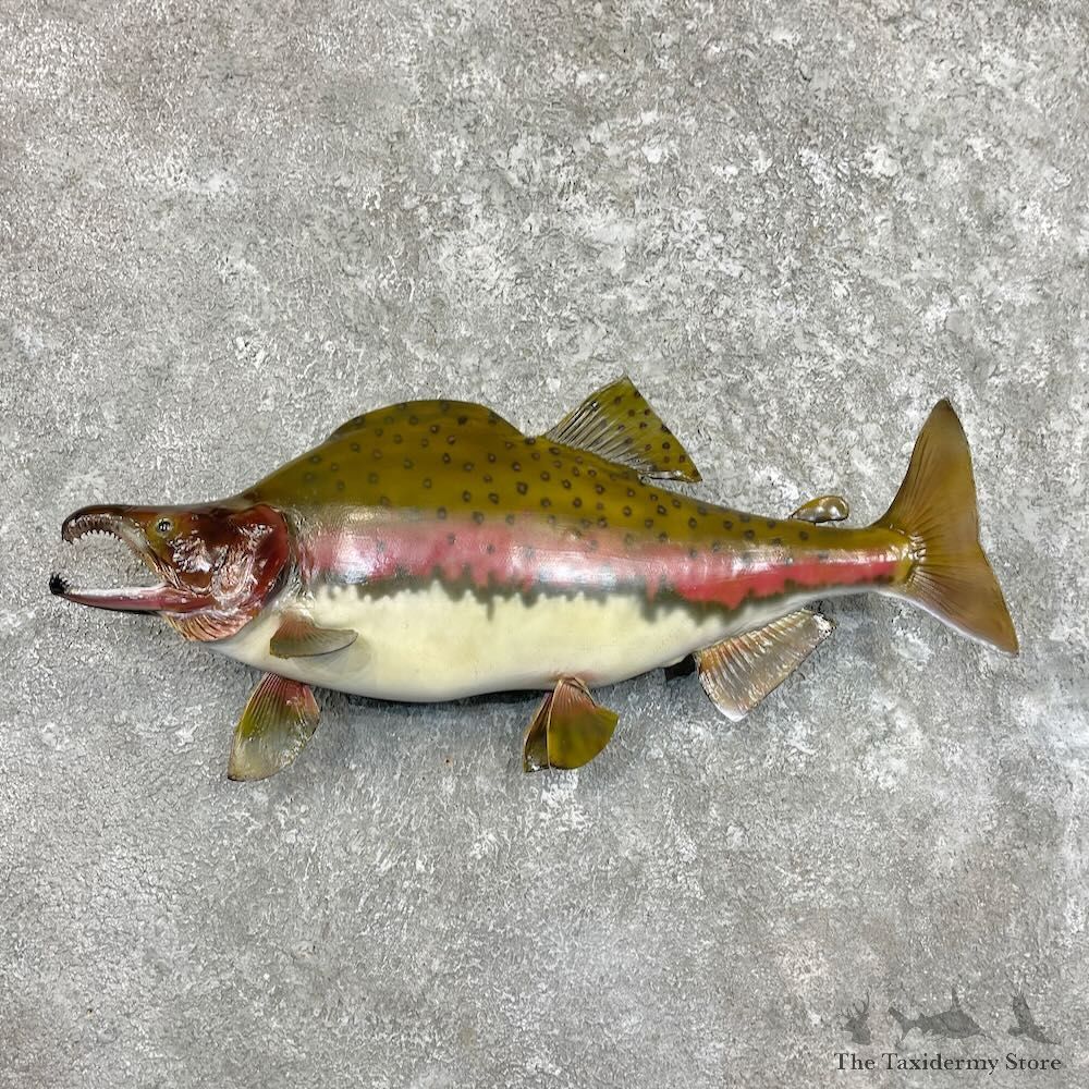 Pink Salmon Fish Mount For Sale #27507 @ The Taxidermy Store