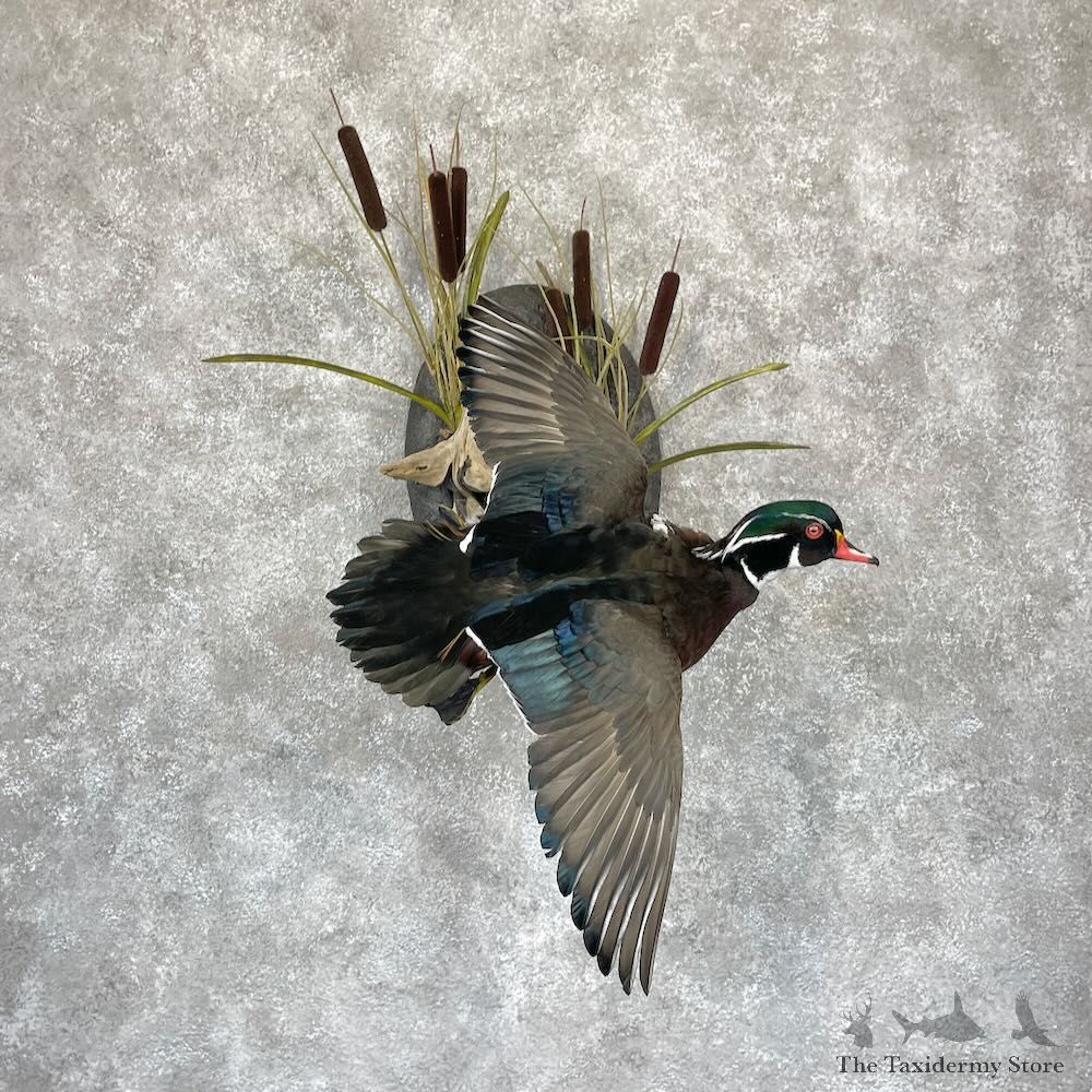 Wood Duck Bird Mount For Sale #28207 @ The Taxidermy Store