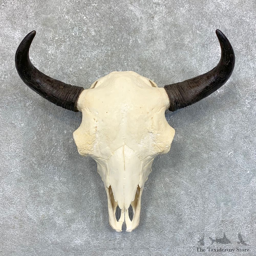 Buffalo Bison Skull Mount For Sale #23444 @ The Taxidermy Store