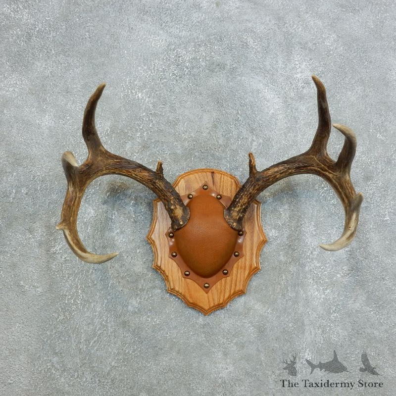 Whitetail Deer Antler Plaque Mount For Sale #18424 @ The Taxidermy Store
