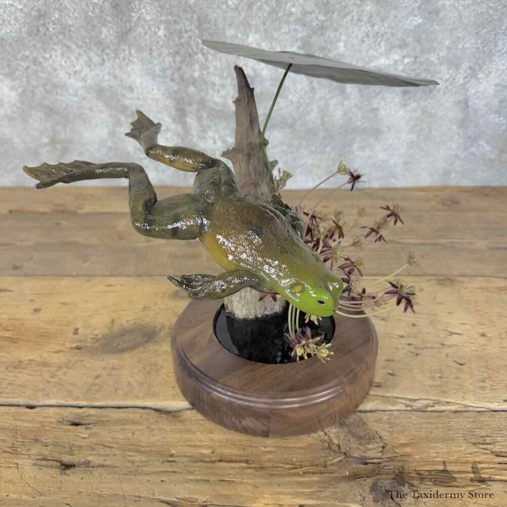 American Bullfrog Reproduction Mount For Sale #31390 @ The Taxidermy Store