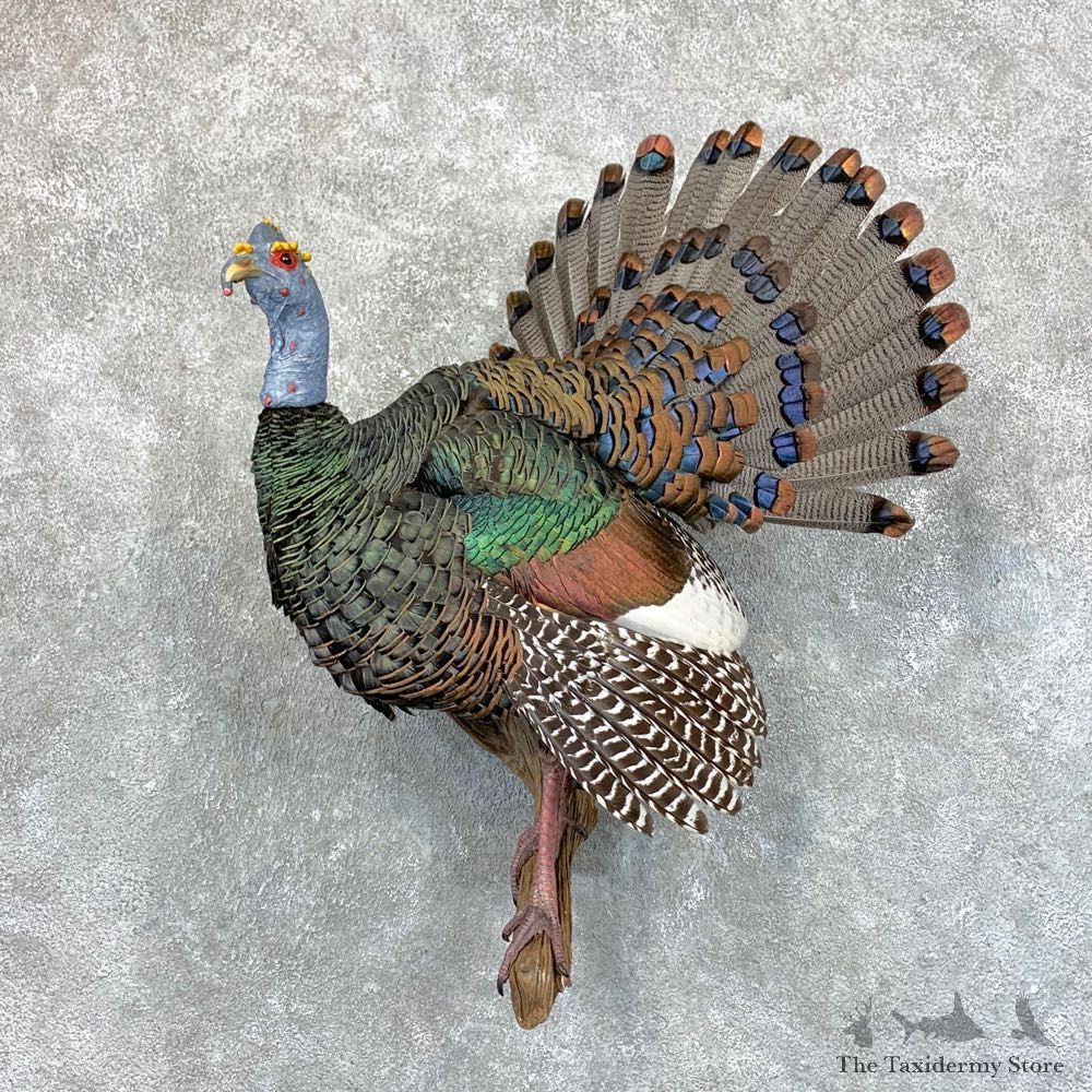 Ocellated Turkey Bird Mount For Sale #23588 @ The Taxidermy Store