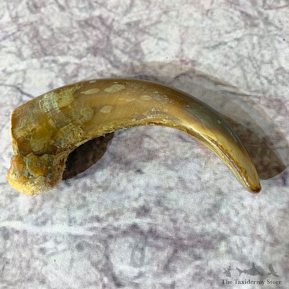 Grizzly Bear Claw For Sale #21915 @ The Taxidermy Store