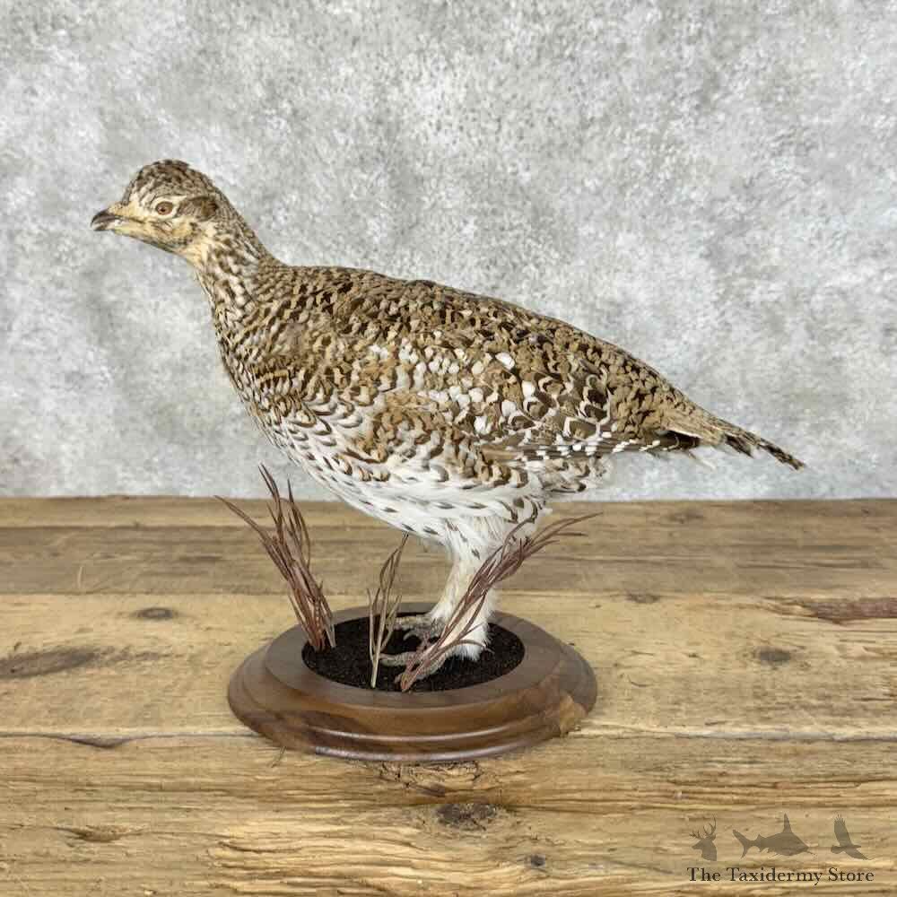 Sharp-tailed Grouse Bird Mount For Sale #31093 @ The Taxidermy Store1