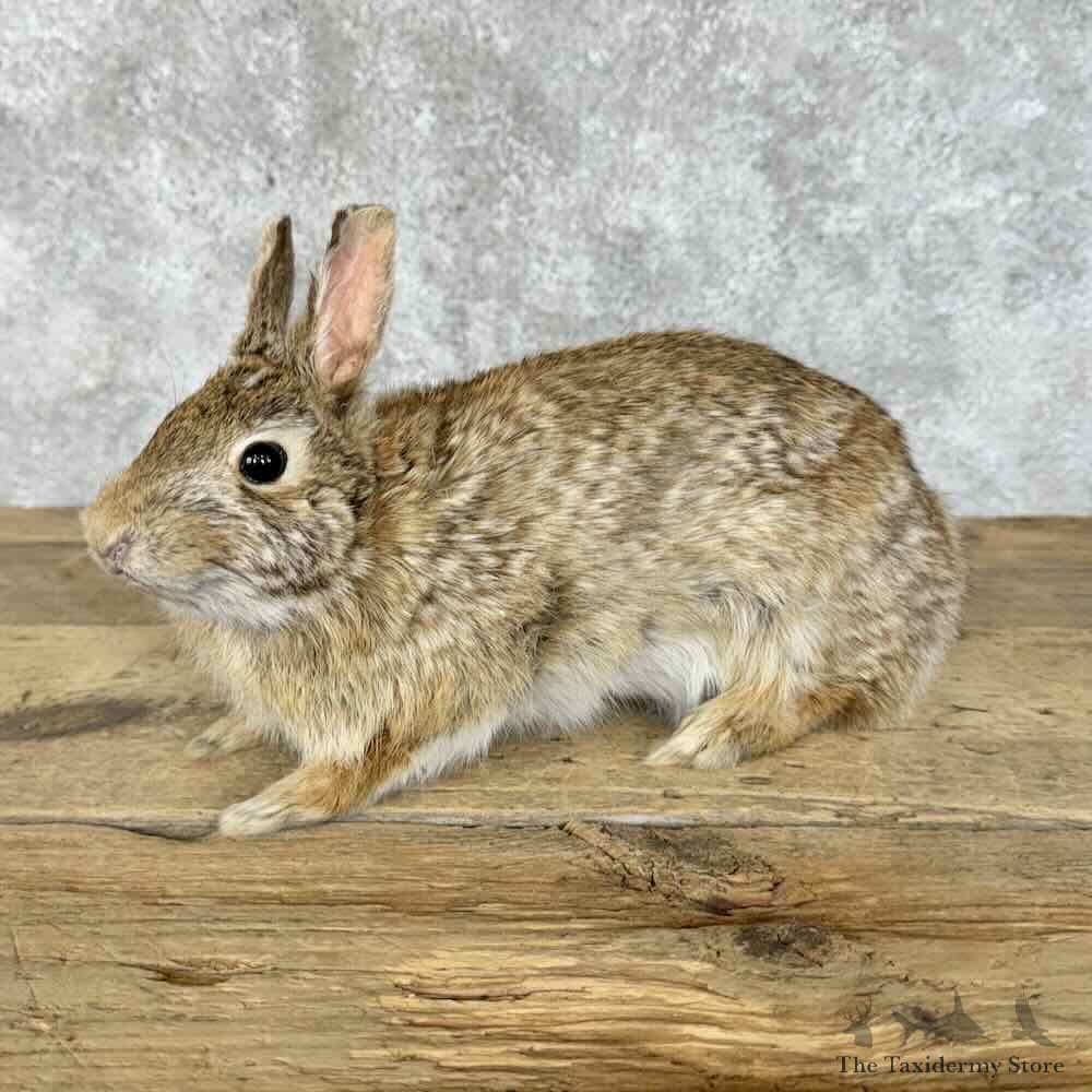 Eastern Cottontail Rabbit Life-size Mount For Sale #30310 @ The Taxidermy Store